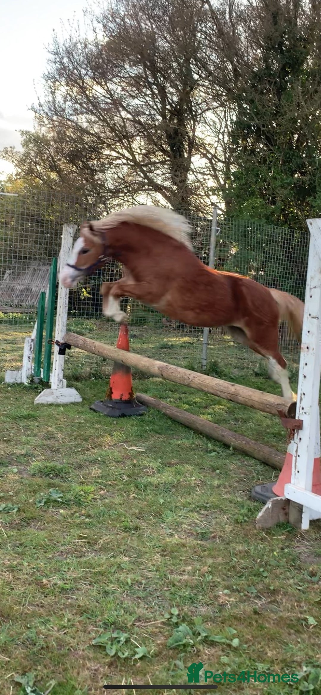 Welsh Section A horses for sale: 4 yr old welsh sec A filly - Image 10