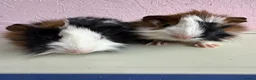 Guinea Pig rodents for sale: Gorgeous pair of baby piggies  - Advert 1