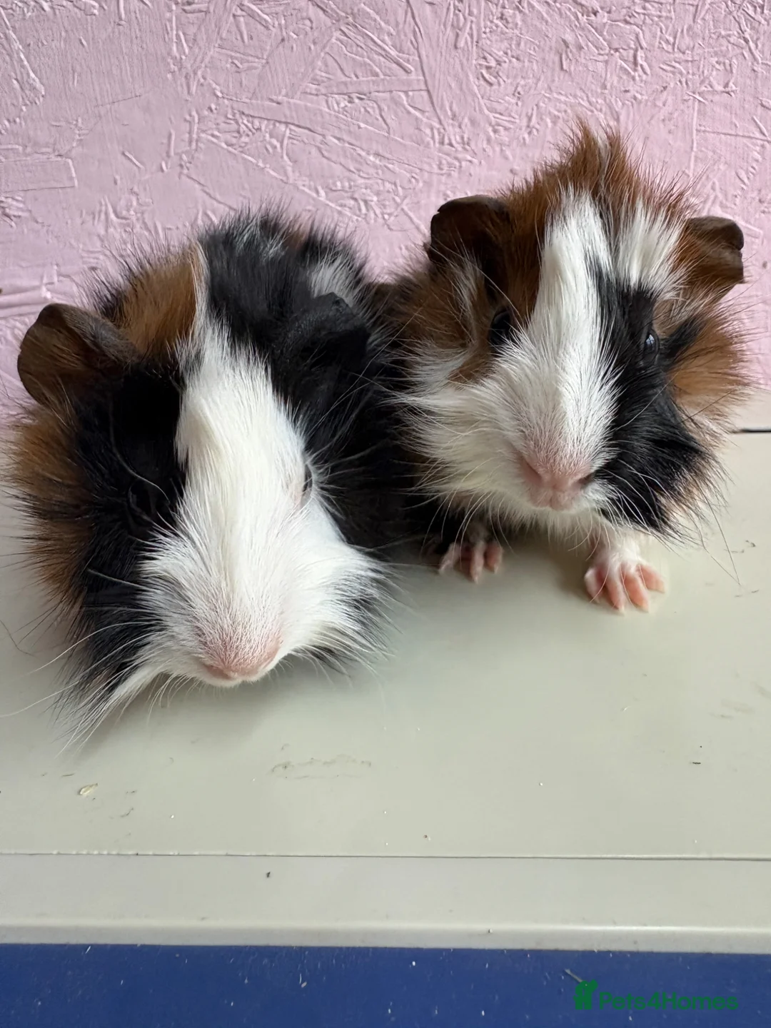 Guinea Pig rodents for sale: Gorgeous pair of baby piggies  - Advert 1