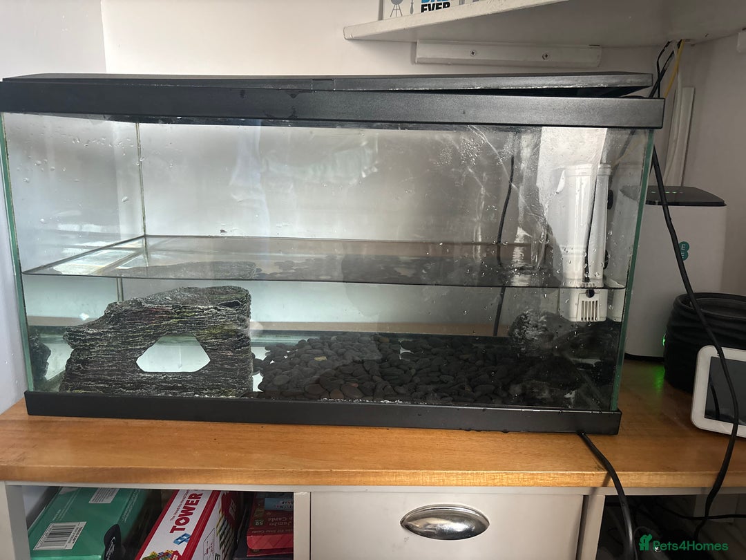 Turtle reptiles for sale: Two musk turtles - Image 3