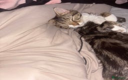 British Longhair cats for sale: 11 month old kitten looking for loving home - Image 3