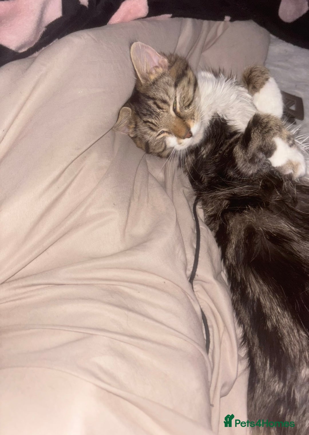 British Longhair cats for sale: 11 month old kitten looking for loving home - Image 3
