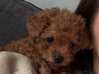 Toy Poodle dogs Adorable toy 🧸 poodle ✨ - Advert 16