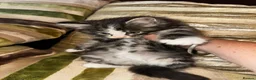 Mixed Breed cats for sale: Stunning kittens ready now  - Advert 2