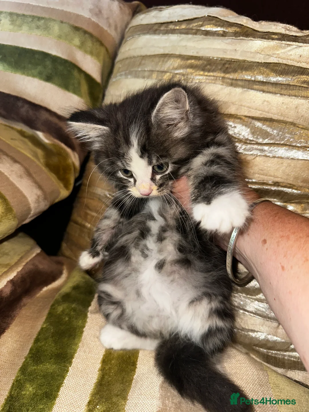 Mixed Breed cats for sale: Stunning kittens ready now  - Advert 2