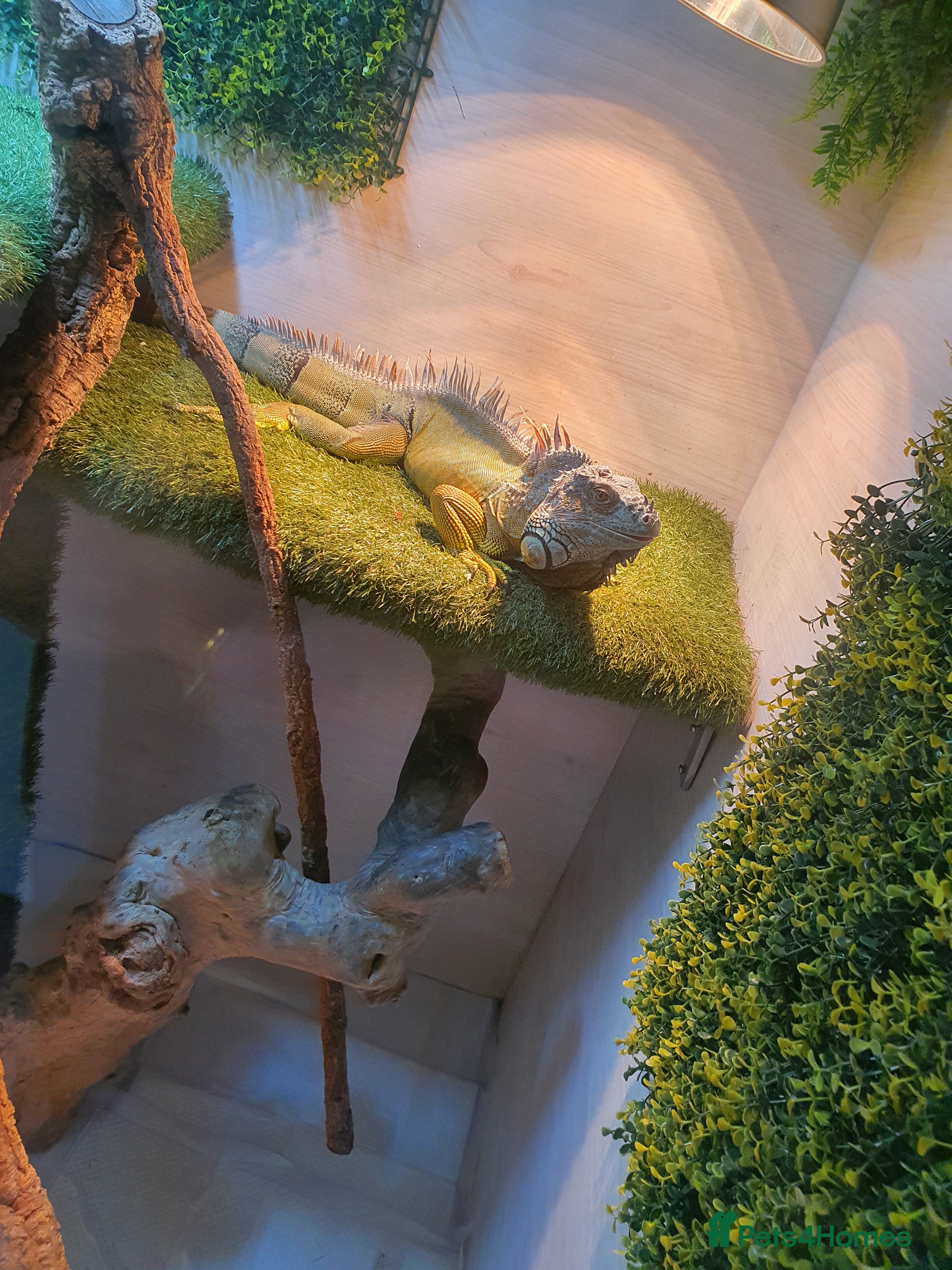 Iguana reptiles Green iguana - Advert 1