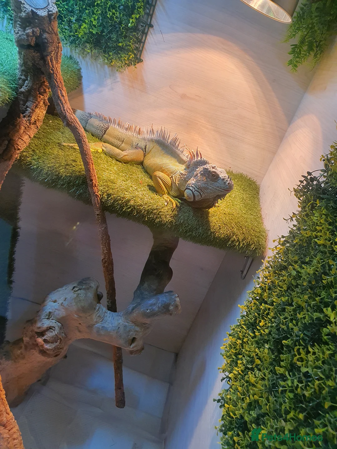 Iguana reptiles for sale: Green iguana - Advert 1