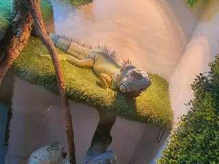 Iguana reptiles Green iguana - Advert 1