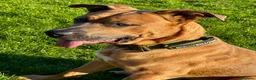 Mixed Breed dogs for sale: Bruno - 2YO Mastiff mix - Advert 3
