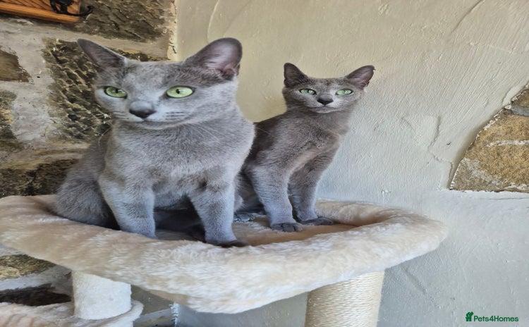 Russian Blue cats - Advert 1