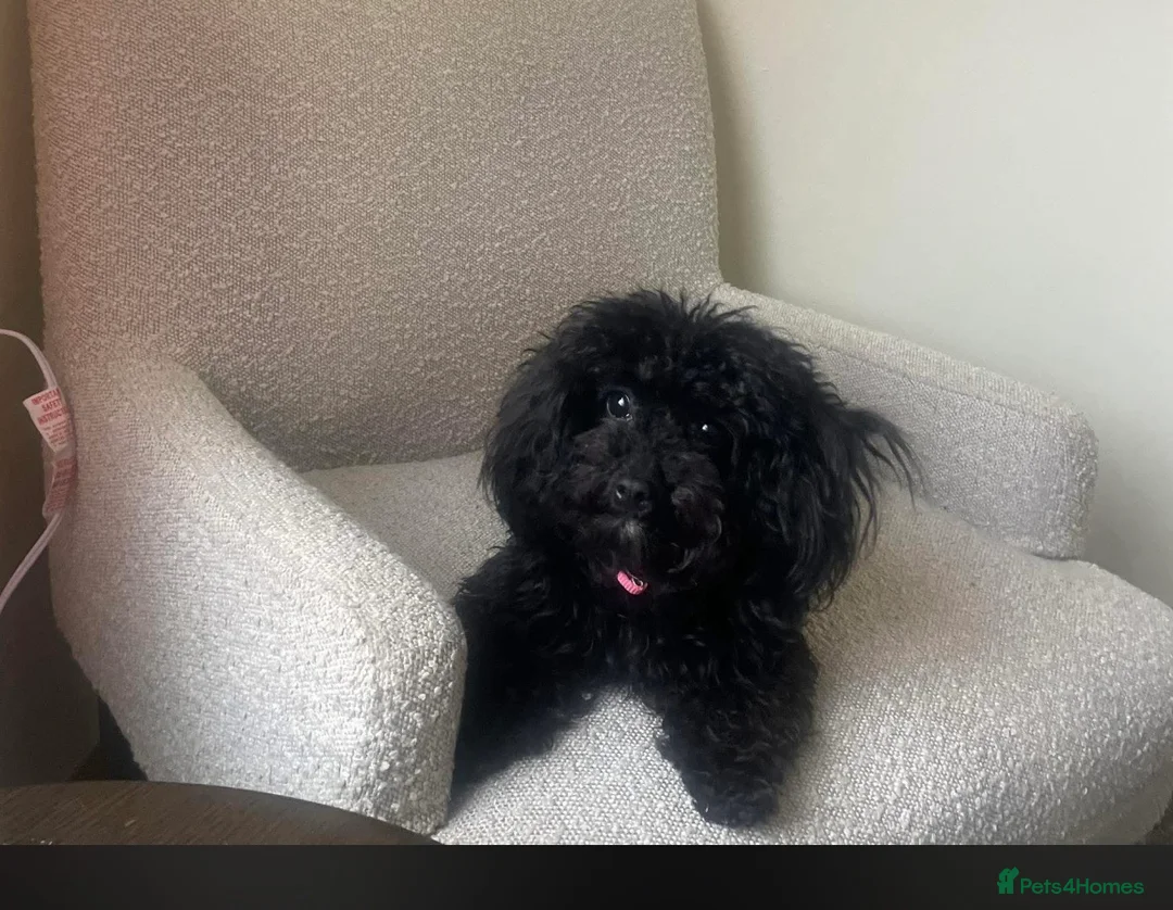 Jackapoo dogs for sale: Miniature jackapoo puppies with pedigree papers  - Advert 7