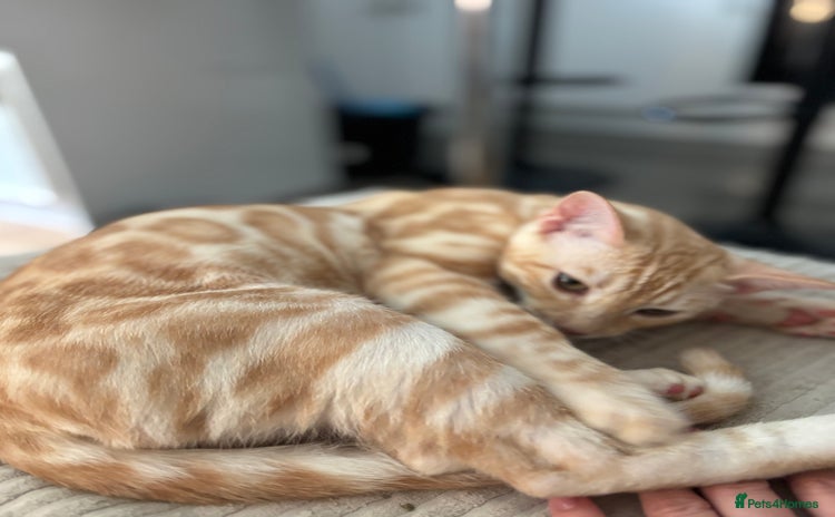 Bengal cats - Advert 15