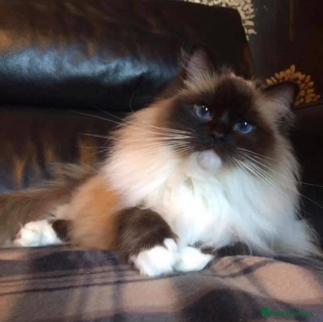 Ragdoll cats for sale: TWO GCCF REG. CHOCOLATE TABBY BI COLOUR SISTERS - Advert 1
