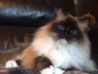 Ragdoll cats TWO GCCF REG. CHOCOLATE TABBY BI COLOUR SISTERS - Advert 6