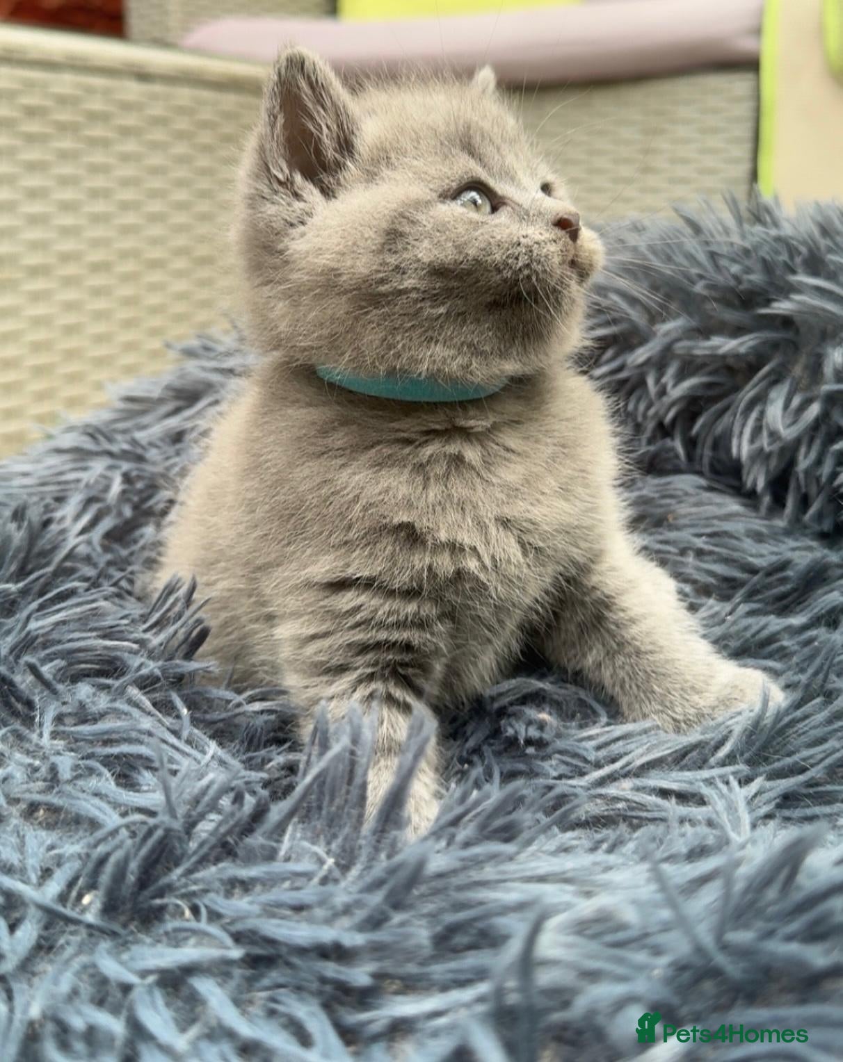 British Shorthair cats British Short Blue Kittens  - Advert 2