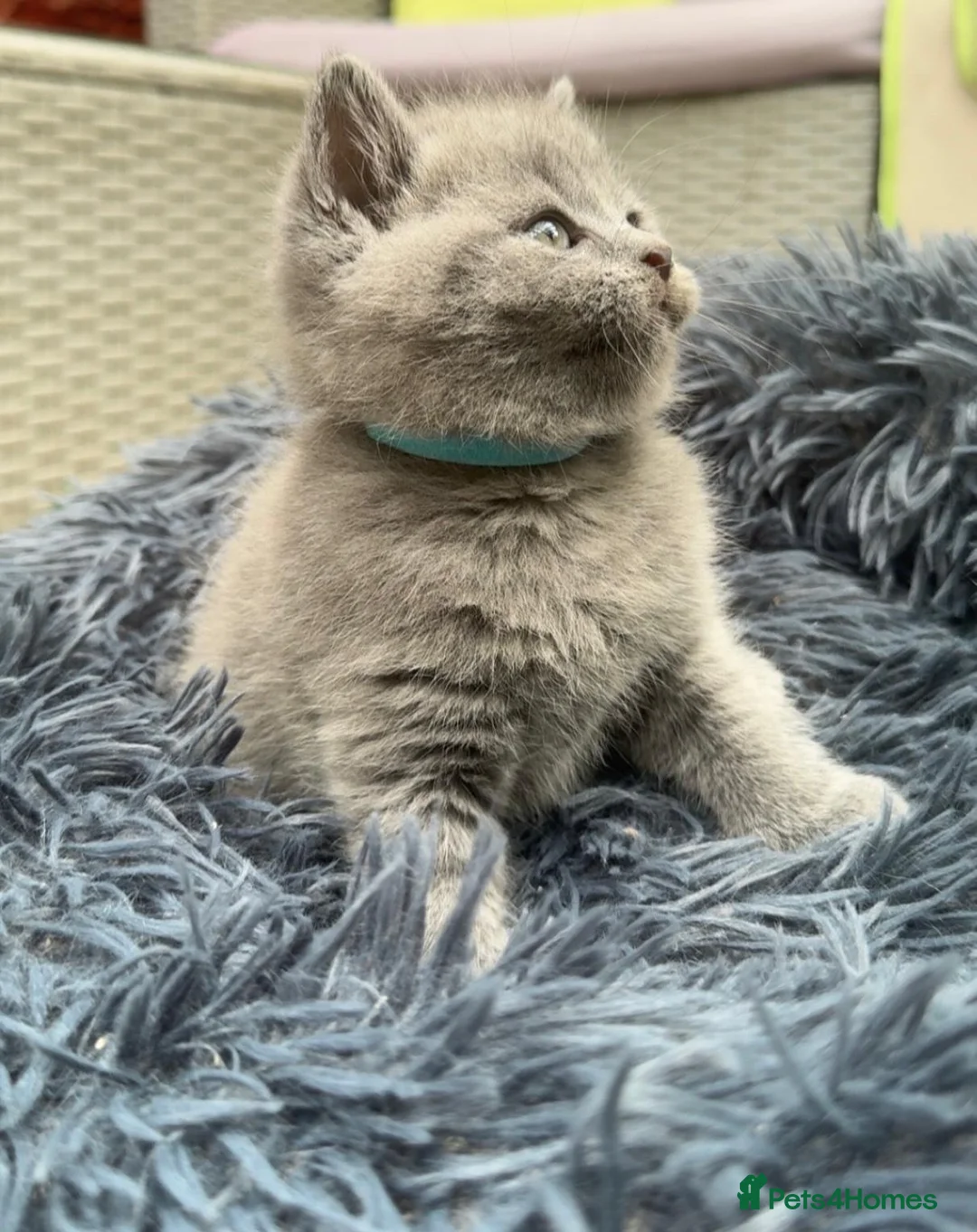 British Shorthair cats for sale: British Short Blue Kittens  - Advert 2