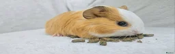Guinea Pig rodents for sale: X3 male guinea pigs now ready in Poole - Advert 8