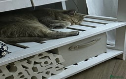 British Shorthair cats for sale: British shorthair  - Advert 2