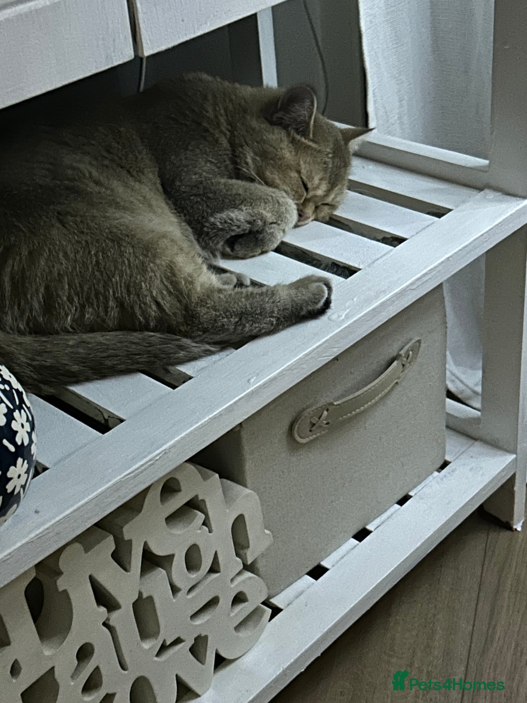 British Shorthair cats for sale: British shorthair  - Advert 2