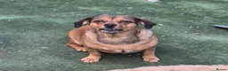 Mixed Breed dogs for sale: Minni  - Advert 1
