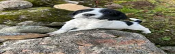 Sprocker dogs for sale: sprockers in Banchory - Advert 3