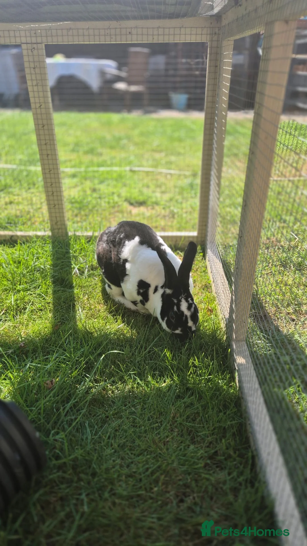 Rex rabbits for sale: Prince Zeus 3.5years old Neutered Vaccinated  - Advert 4