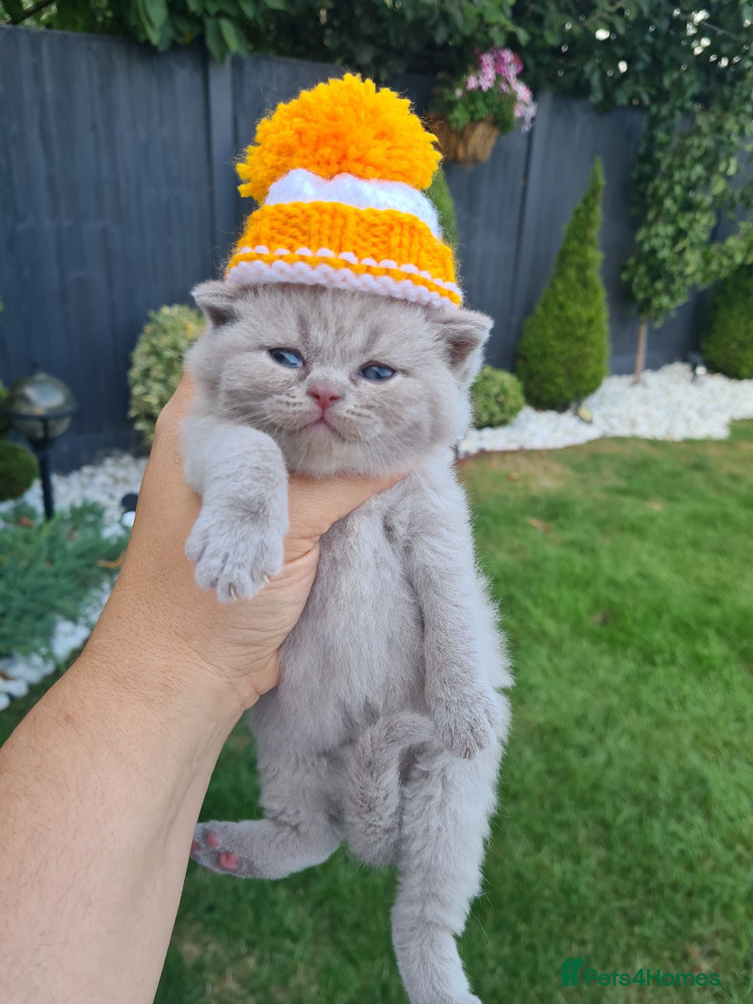 British Shorthair cats Lovely kittens looking for new home - Advert 1