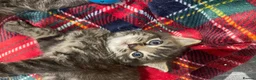 British Shorthair cats for sale: Three Gorgeous Kittens Looking For Forever Homes  in Peterhead - Advert 1