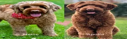 Australian Labradoodle dogs for sale: Superior Australian Labradoodle Puppies - Advert 10