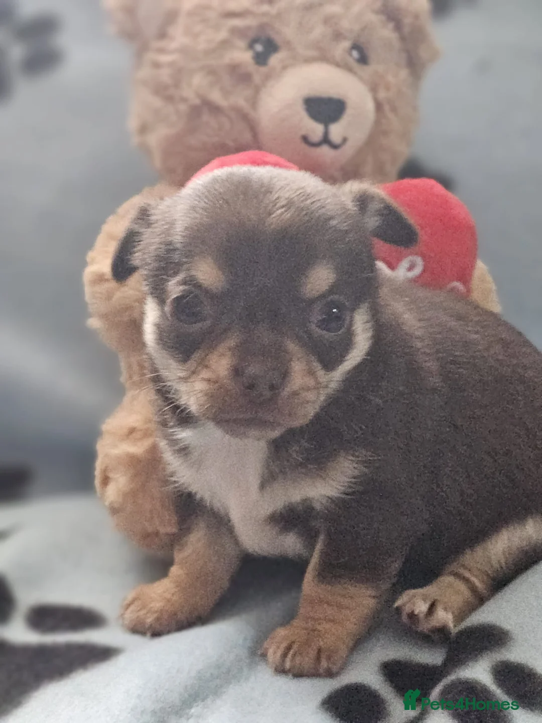 Chihuahua dogs for sale: ONE LAST MERLE BOY READY NOW - Advert 1