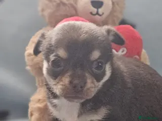 Chihuahua dogs ONE LAST MERLE BOY READY NOW - Advert 15