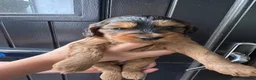 Mixed Breed dogs for sale: Beautiful Cockalier Puppies  - Advert 8