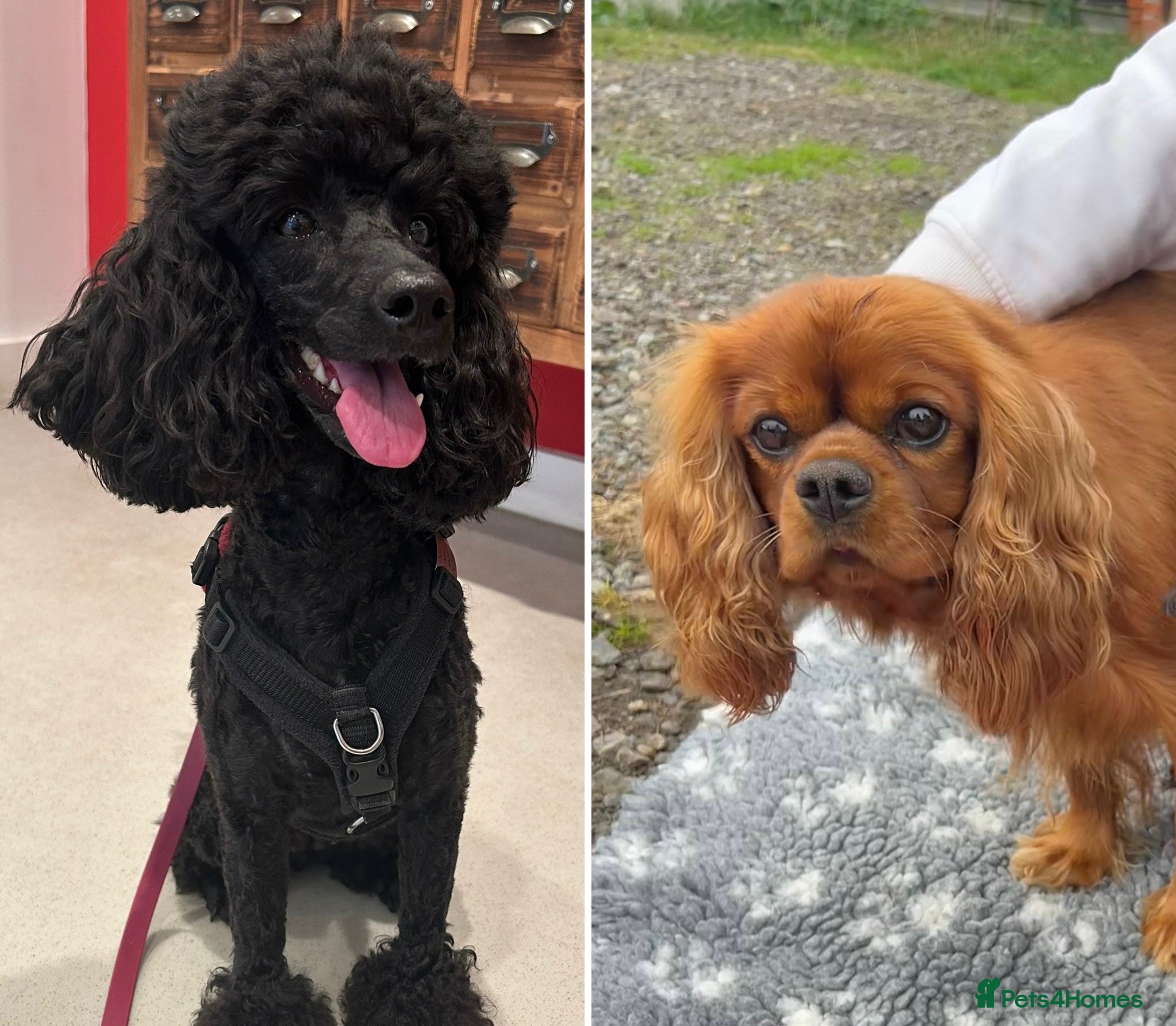 Cavapoo dogs Extensively Health Tested Cavapoo Pups - List Open - Advert 2