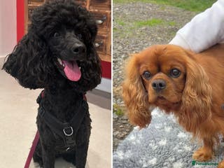 Cavapoo dogs List Closed for now - Health Tested Cavapoo Pups - Advert 13