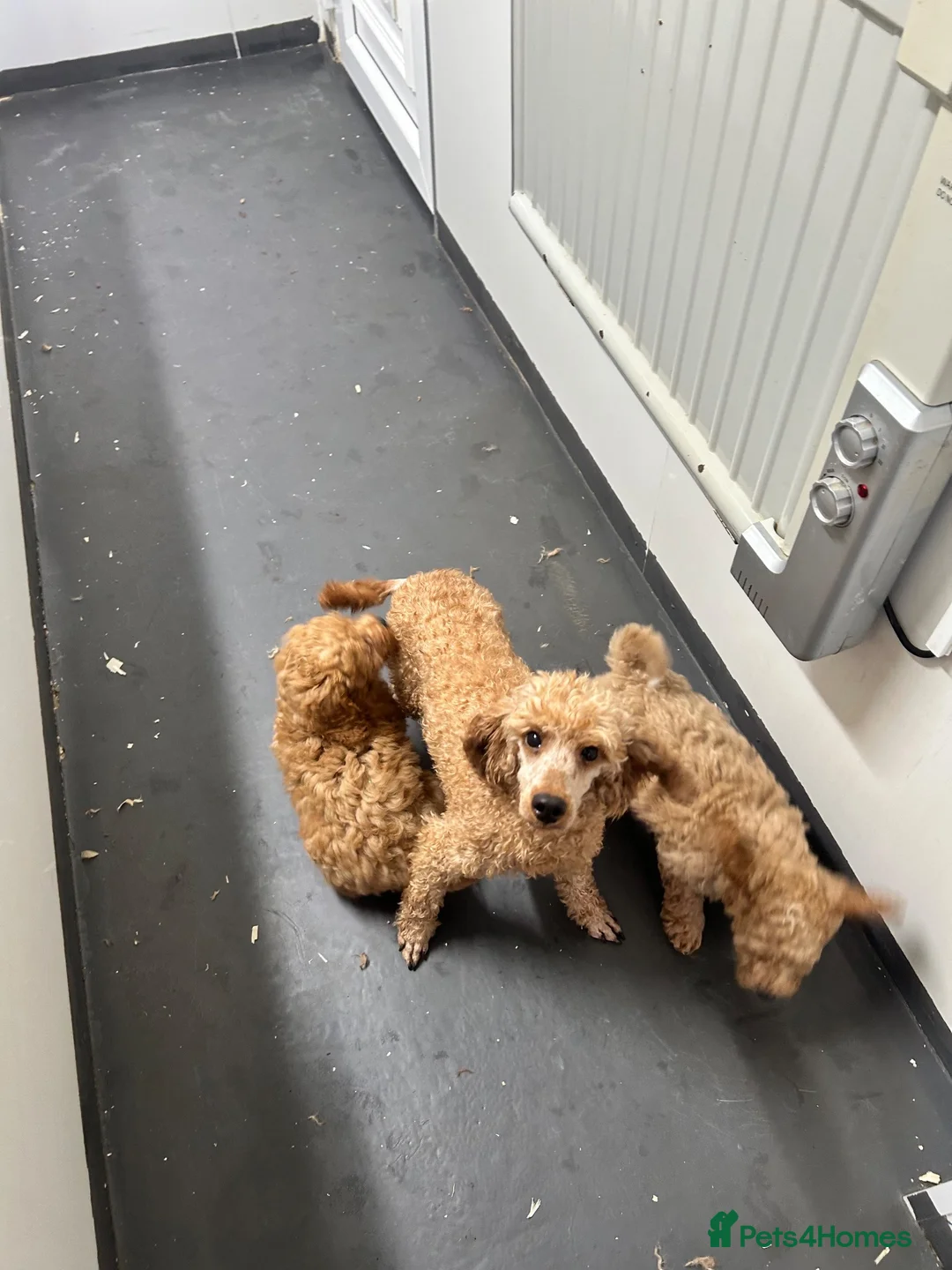 Toy Poodle dogs for sale: Two stunning kc reg toy poodle boys  - Advert 5