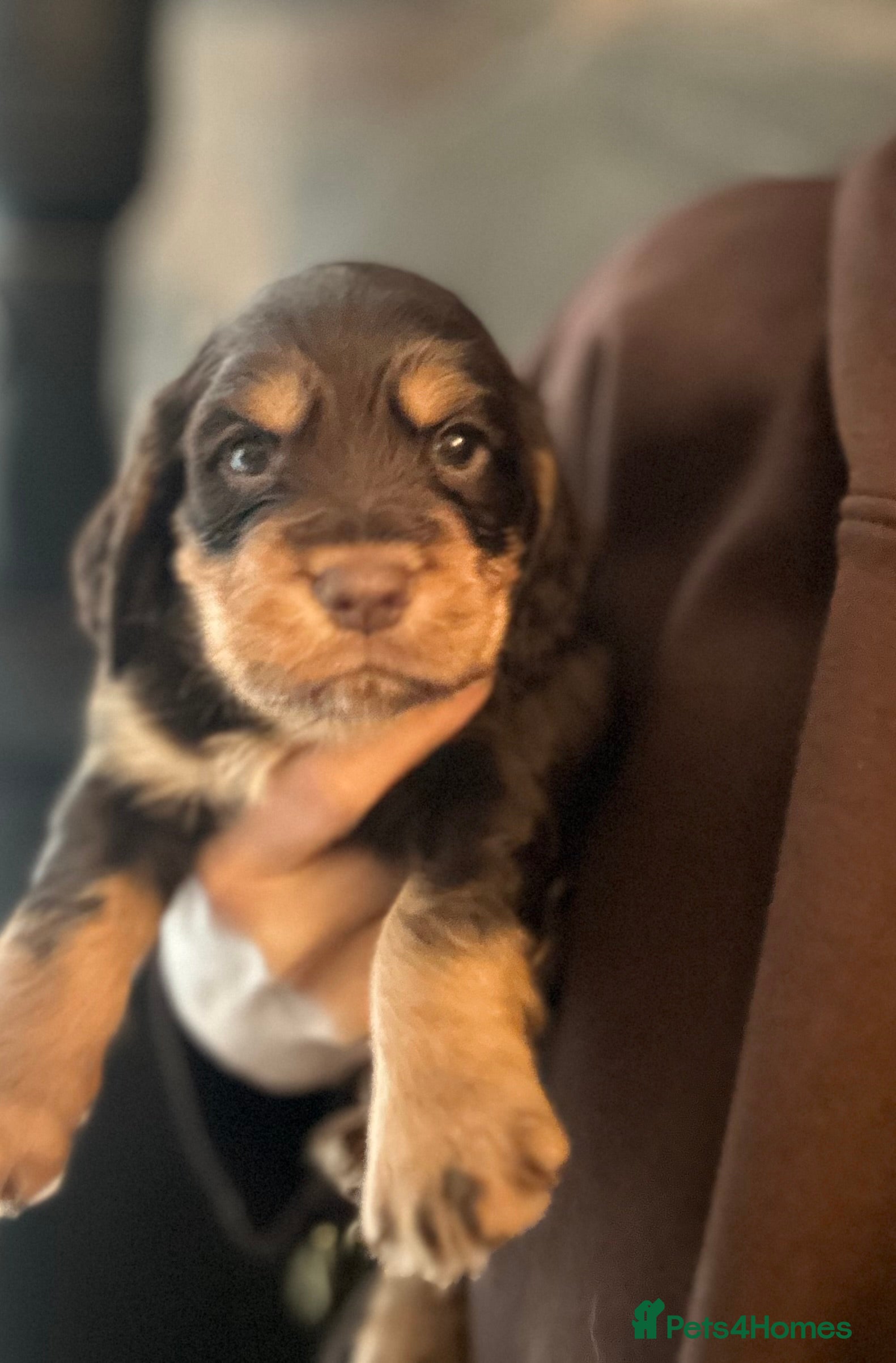Cocker Spaniel dogs 3 males available  - Advert 18