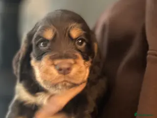 Cocker Spaniel dogs 3 males available - Advert 18