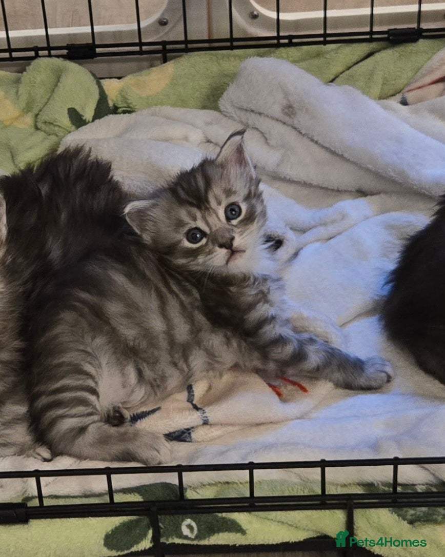 Maine Coon cats GCCF Registered Maine Coon Kitten – 1 Male - Advert 3