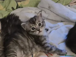 Maine Coon cats GCCF Registered Maine Coon Kitten – 1 Male - Advert 3