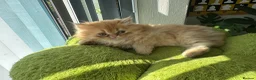 Persian cats for sale: Persian kittens - Advert 5