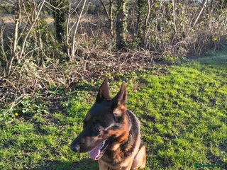 German Shepherd dogs Superb German Shepherd Stud Ready for Breeding - Advert 1