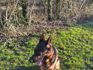 German Shepherd dogs Superb German Shepherd Stud Ready for Breeding - Advert 11