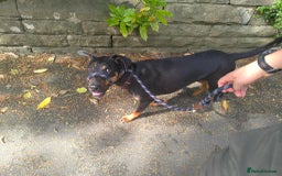 Mixed Breed dogs for sale: Tilly - 1 year old Doberman cross - Image 3