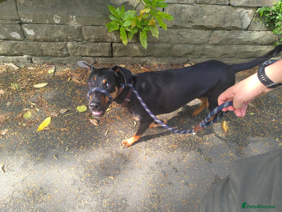 Mixed Breed dogs for sale: Tilly - 1 year old Doberman cross - Image 3