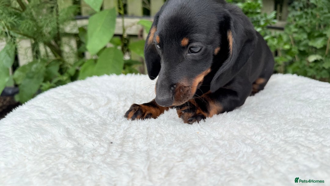 Miniature Dachshund dogs for sale: Miniature Dachshund - Image 13