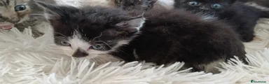 Sylvester 
