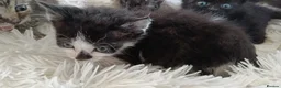 Domestic Shorthair cats for sale: Knowledgeable homes required- orphan kittens - Advert 6