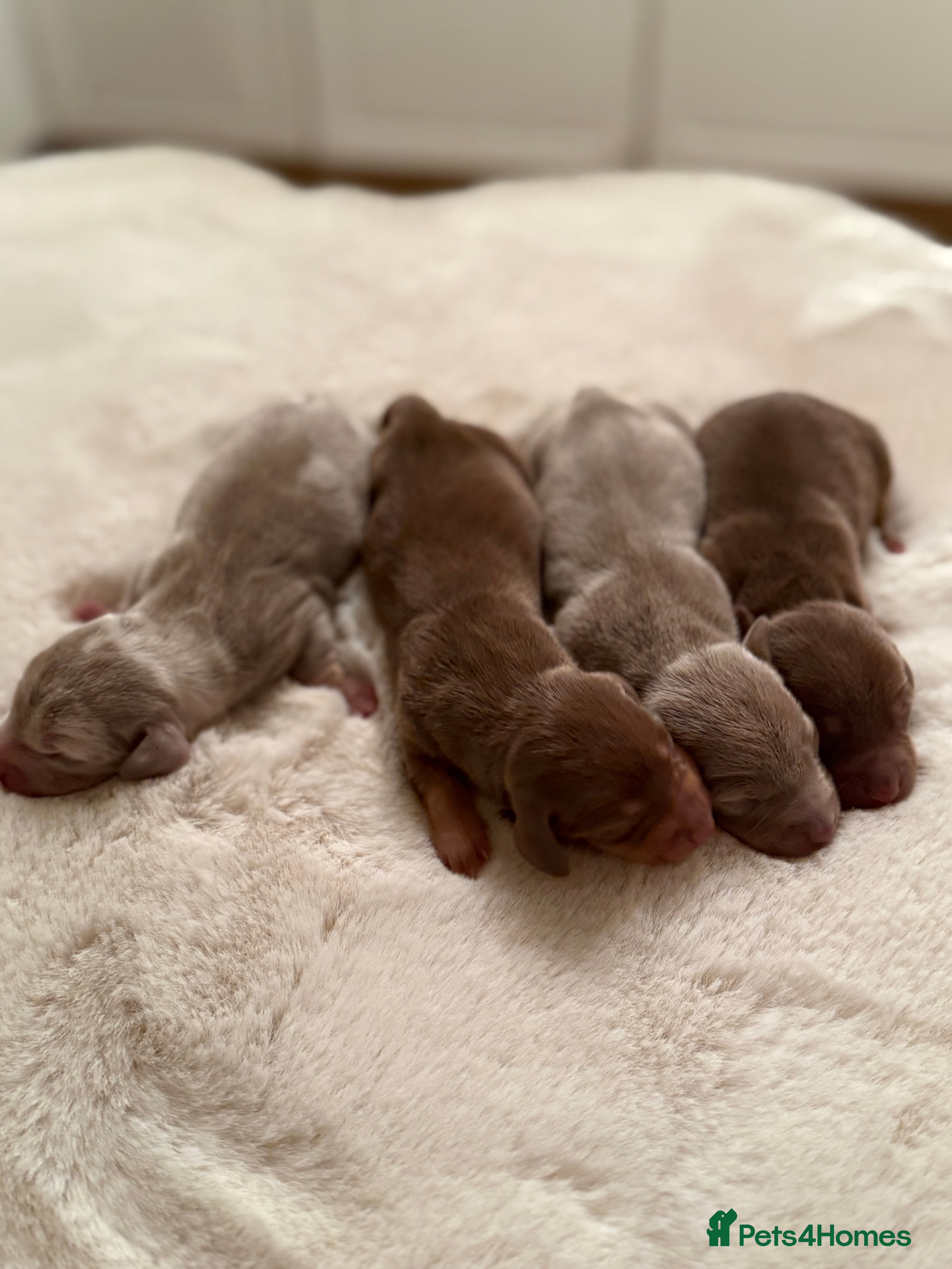 Miniature Dachshund dogs BEAUTIFUL KENNEL CLUB REG MINIATURE DACSHOUND PUPS - Advert 1