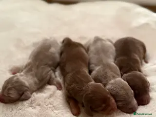 Miniature Dachshund dogs BEAUTIFUL KENNEL CLUB REG MINIATURE DACSHOUND PUPS - Advert 2