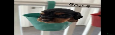 Cocker Spaniel 2
